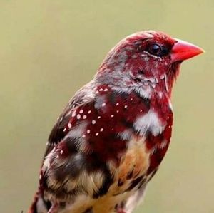 Meet your Posher, April